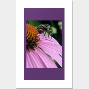 June Bug Posters and Art